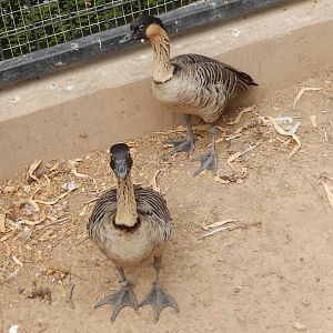 8/8/2015 - Hawaiian Nene