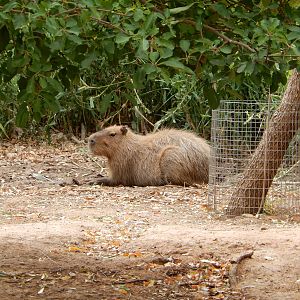 8/8/2015 - Capybara