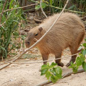 8/8/2015 - Capybara