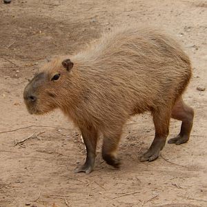 8/8/2015 - Capybara