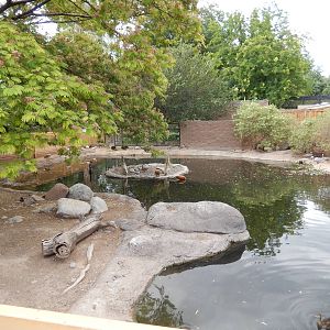 8/8/2015 - Bird/Capybara Lagoon