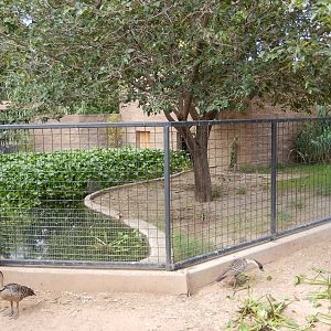 8/8/2015 - American Alligator Exhibit