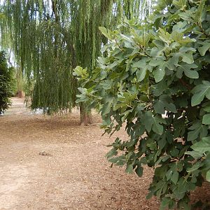 8/8/2015 - Bird/Capybara Lagoon