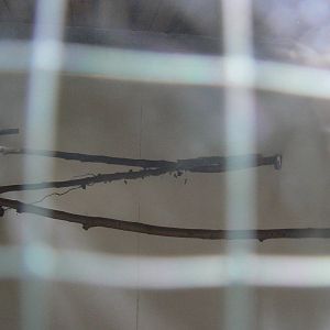 Interior Of White-fronted Amazon House