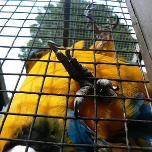 Blue-and-yellow Macaw Foot