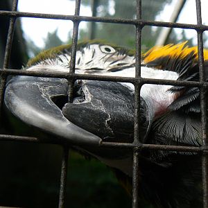 Blue-and-yellow Macaw Head