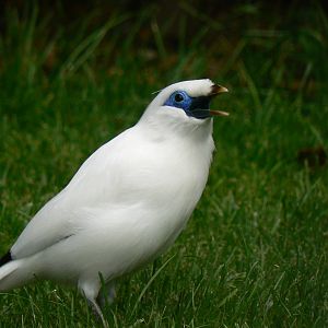 Bali Starling