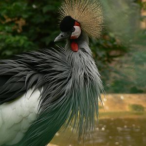 Grey Crowned Crane