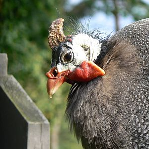 Helmeted Guineafowl