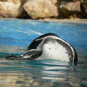 Humboldt Penguin Bathing