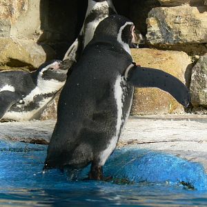 Humboldt Penguin Leaving The Pool