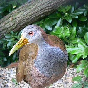Giant Wood Rail
