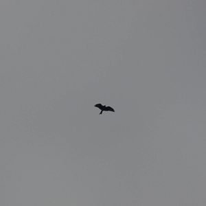 Red Kite