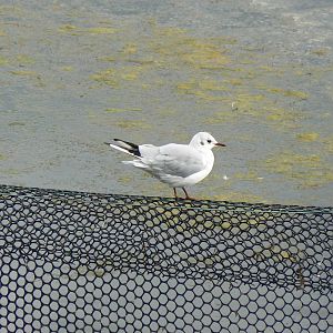Black-headed Gull