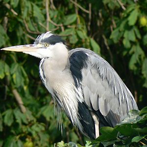 Grey Heron