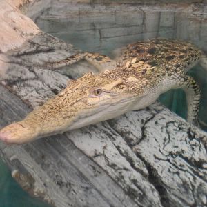 8/13/2015 - Golden Crocodile