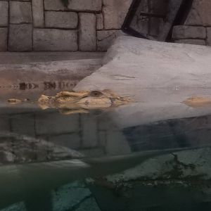 8/13/2015 - Golden Crocodile