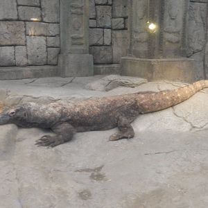 8/13/2015 - Komodo Dragon