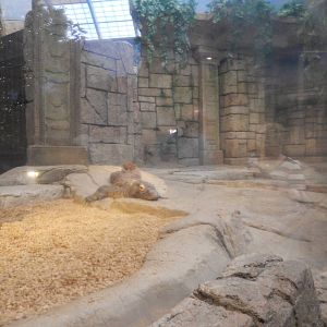 8/13/2015 - Komodo Dragon Exhibit