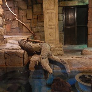 8/13/2015 - Burmese Python/Arowana/Fly River Turtle Terrarium