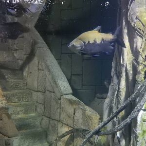 8/13/2015 - Pacu/Arapaima/Razorback Catfish/Motoro Stingray Tank