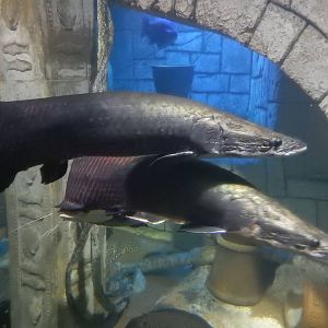 8/13/2015 - Arapaimas