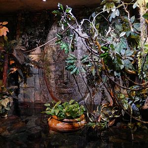 8/13/2015 - Piranha Tank (Above Water View)