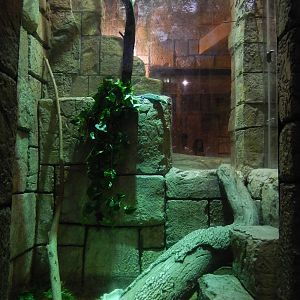 8/13/2015 - Green Tree Monitor Terrarium