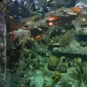 8/13/2015 - Caribbean Reef Tank