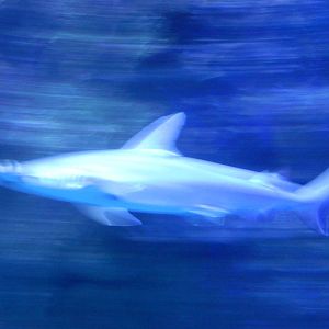 8/13/2015 - Hammerhead Shark (Exact Species?)