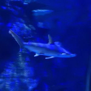 8/13/2015 - Hammerhead Shark (Exact Species?)