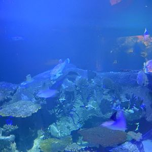 8/13/2015 - Reef Sharks Tank