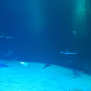 8/13/2015 - Shipwreck Tank