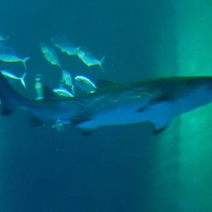 8/13/2015 - Sand Tiger Shark