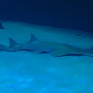 8/13/2015 - Green Sawfish