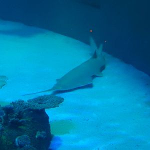 8/13/2015 - Green Sawfish