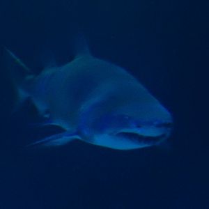 8/13/2015 - Sand Tiger Shark