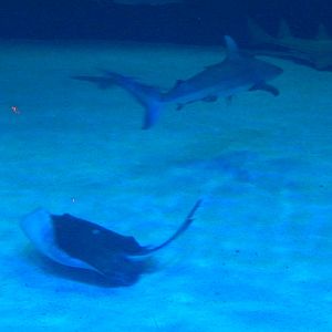 8/13/2015 - Southern Stingray and Sandbar Shark