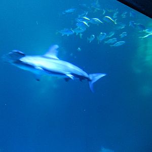 8/13/2015 - Scalloped Hammerhead Shark