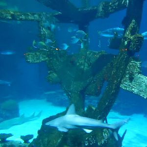 8/13/2015 - Shipwreck Tank