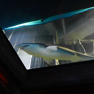 8/13/2015 - Sand Tiger Shark