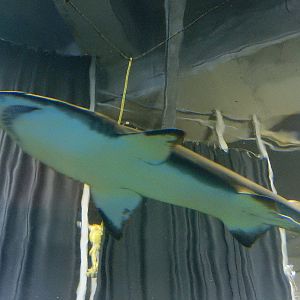 8/13/2015 - Sand Tiger Shark