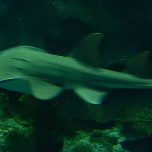 8/13/2015 - Bowmouth Guitarfish