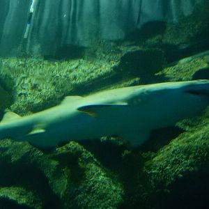 8/13/2015 - Sand Tiger Shark