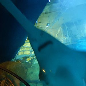 8/13/2015 - Sawfish Overhead