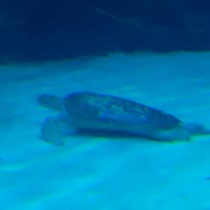 8/13/2015 - Green Sea Turtle