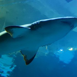 8/13/2015 - Sand Tiger Shark