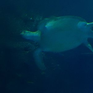 8/13/2015 - Green Sea Turtle