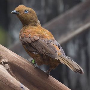Andean cock-of-the-rock : RSCC : 28 Aug 2015