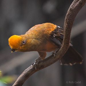 Andean cock-of-the-rock : RSCC : 28 Aug 2015